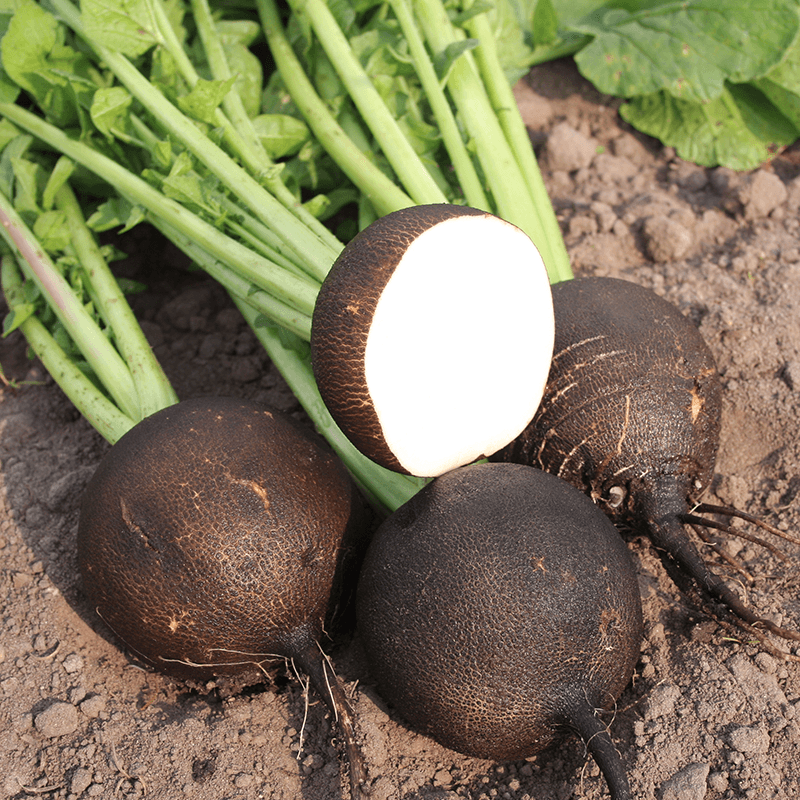 Black Radish 'Round Black'