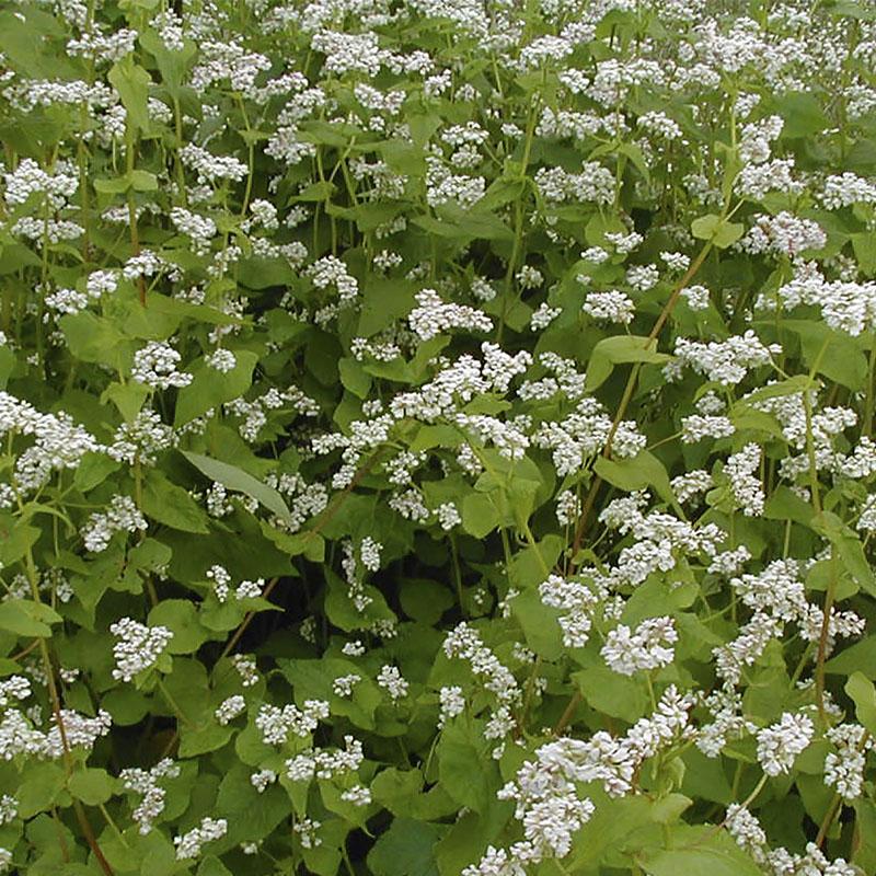 Buckwheat