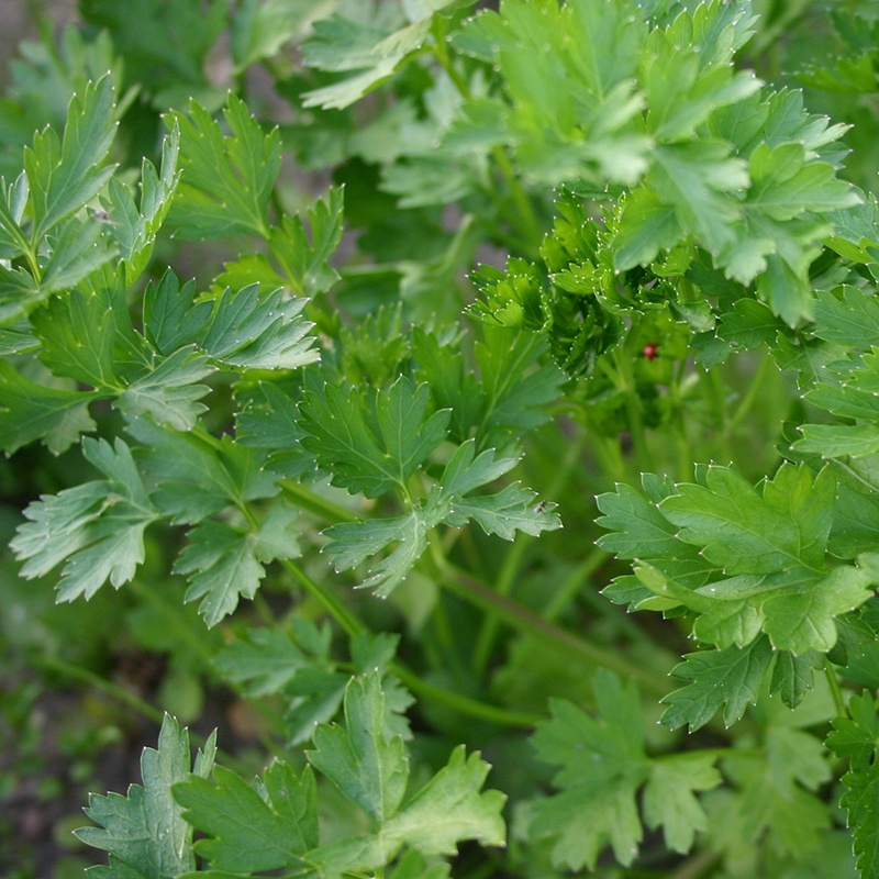 Parsley 'Common Cut'