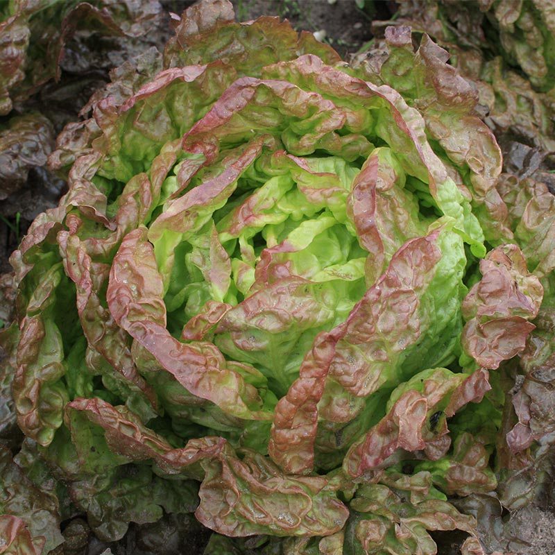 Lettuce Wonders of the four seasons