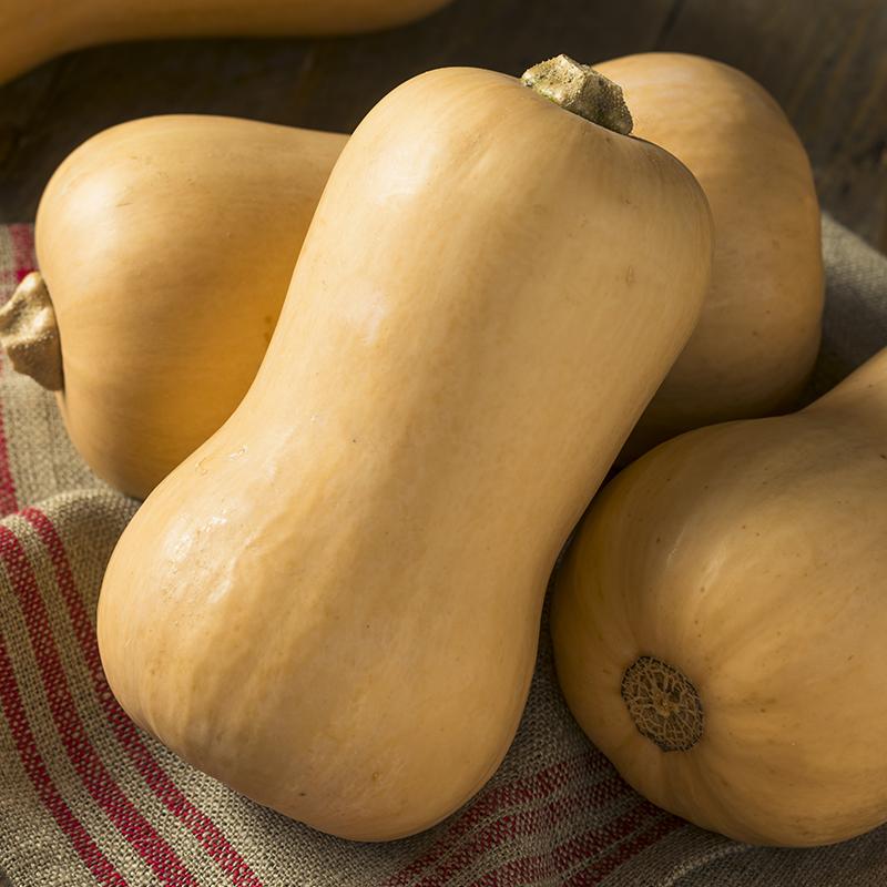 Flespompoen 'Butternut'