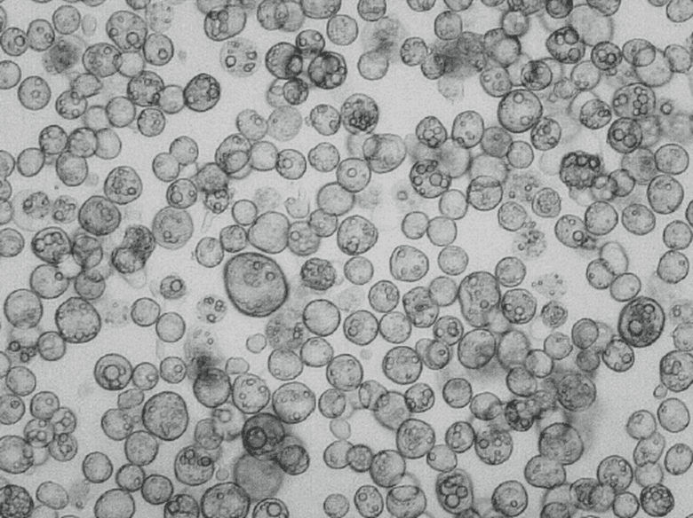 Suspension Primary Human Hepatocytes Primary human hepatocytes are the gold standard for metabolism, drug-drug interaction, and toxicity studies in vitro. 
These hepatocytes are cultured in suspension and generally, they are not able to form a confluent monolayer on collagen-coated plates. Cytes primary human hepatocytes are recommended to use in short-term studies in suspension.