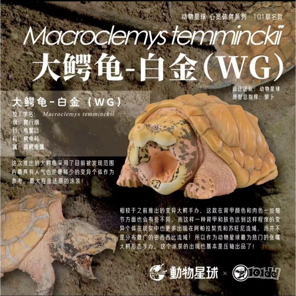 【動物星球】授權代理商 101dd 聯名 現貨 白金大鱷 PLUS WG 全球限量188體 鱷龜 有銀卡編號 免運費