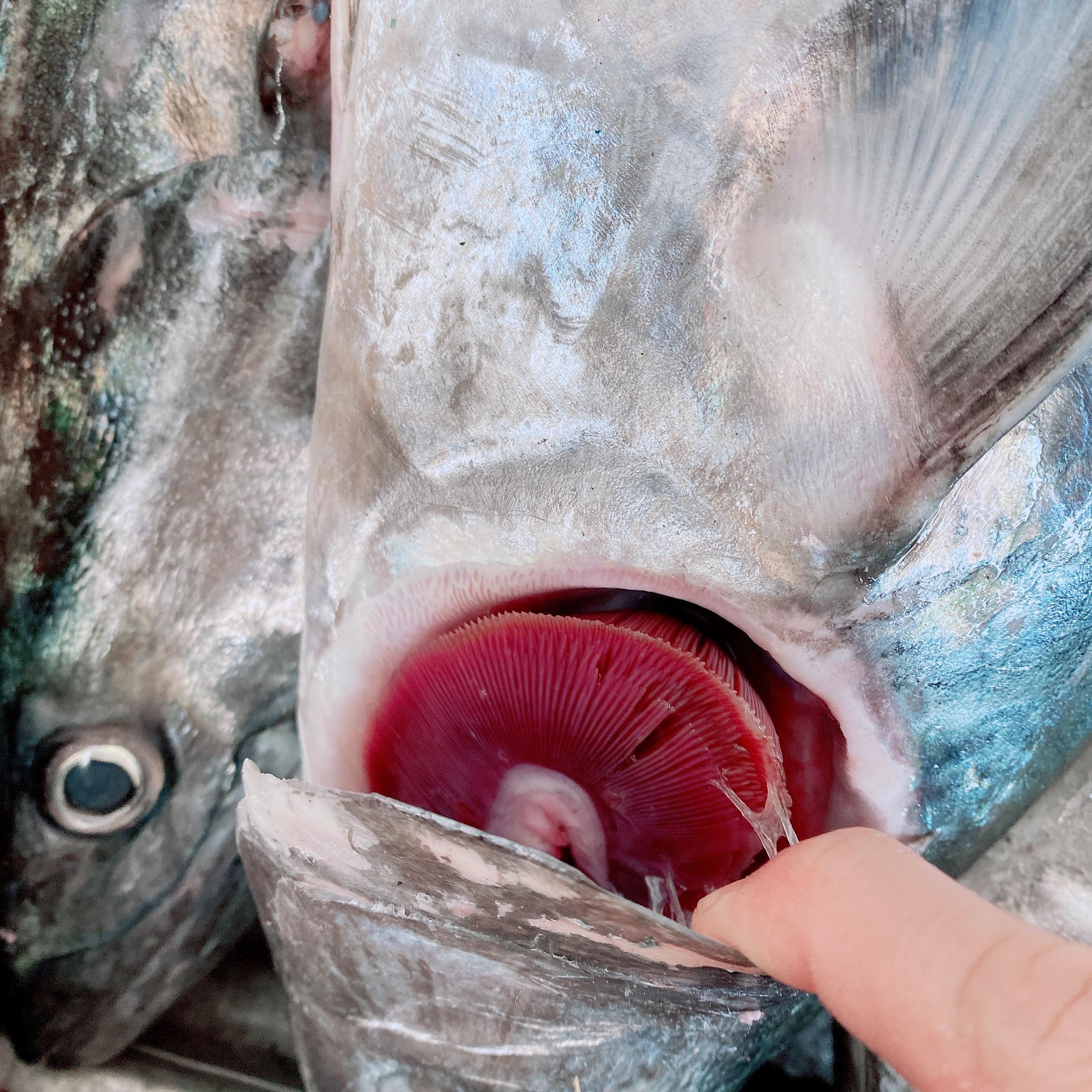 現流土魠魚片 香煎肥嫩好吃  單片真空包 一餐剛剛好