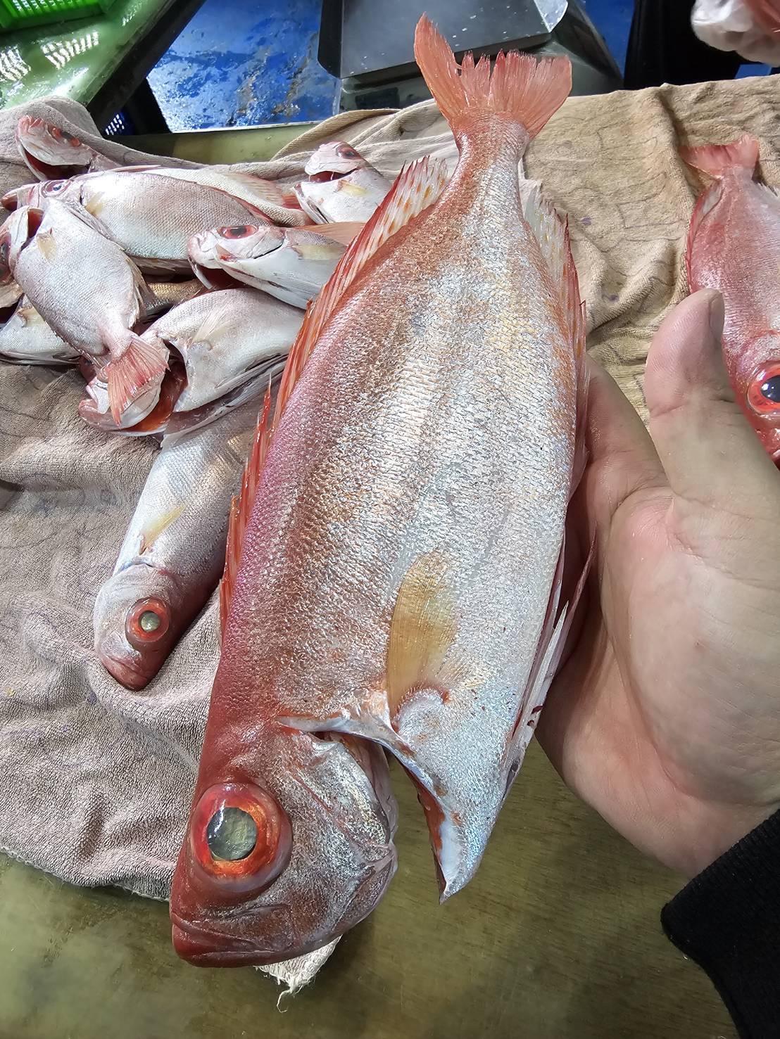 澎湖 野生紅目鰱 老饕必吃 肉質紮實又鮮甜