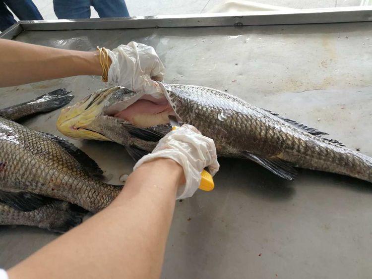 野生海鮸魚片 無刺處理 安心吃