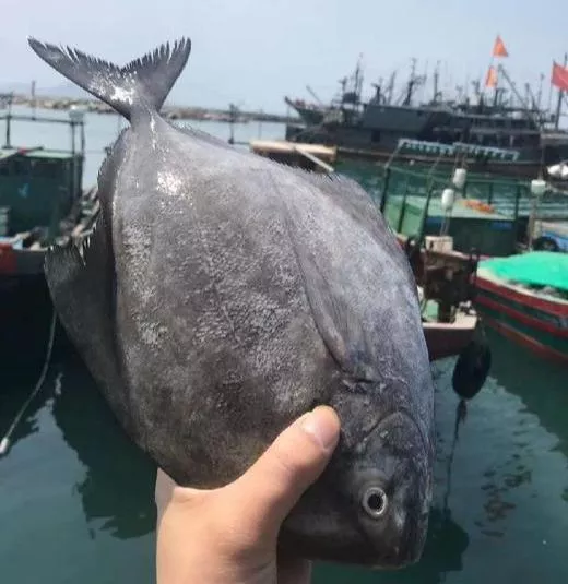 野生黑鯧魚 小家庭最愛 一餐剛好