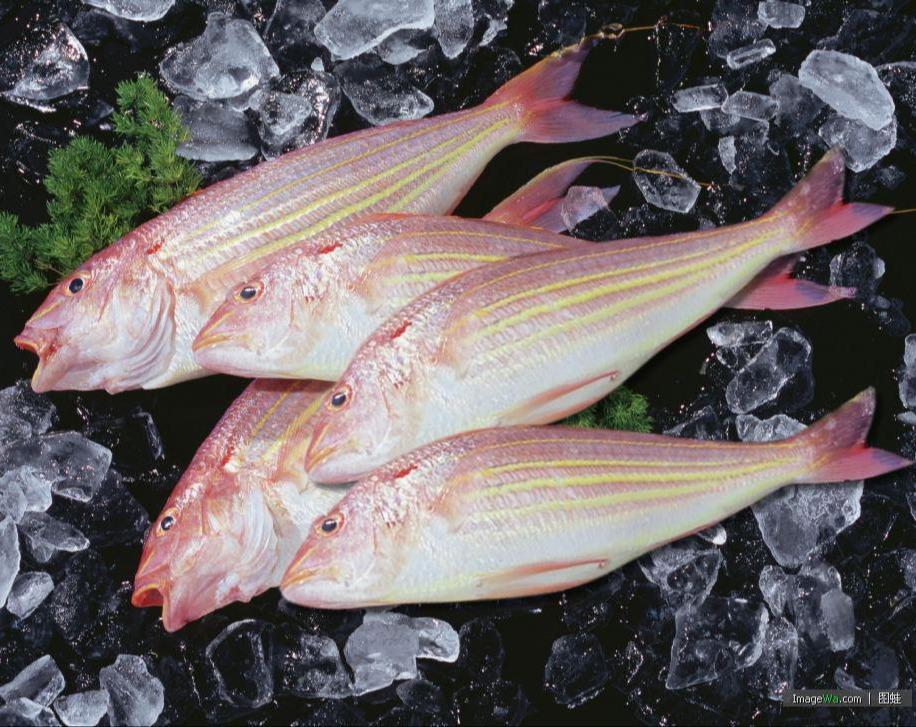 野生金線魚 老饕必吃 肉質紮實又鮮甜