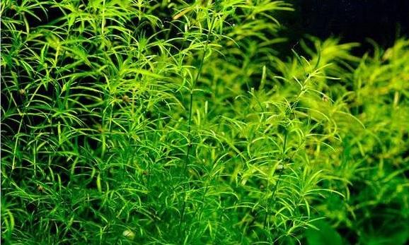 小茨草、陽明栁*株 蘇氏水族
