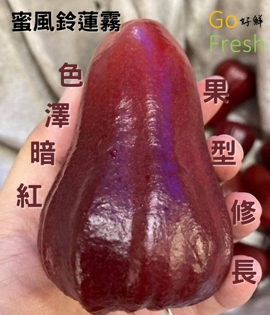 產地鮮採蜜風鈴蓮霧10台斤/1箱