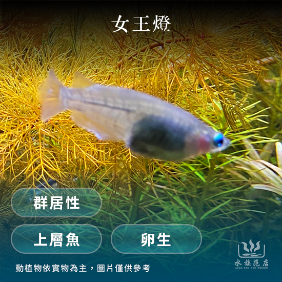 女王燈/燈魚/上層魚/卵生