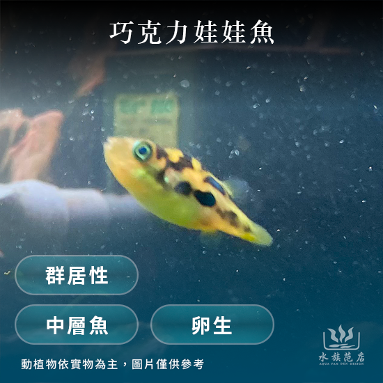 巧克力娃娃魚