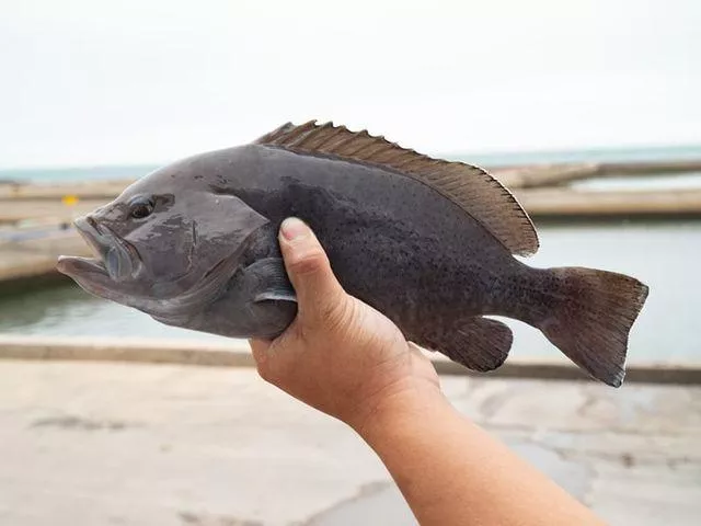 斑界的天花板 🐟  #夢幻石斑魚 之稱的 澎湖 #藍瓜石斑