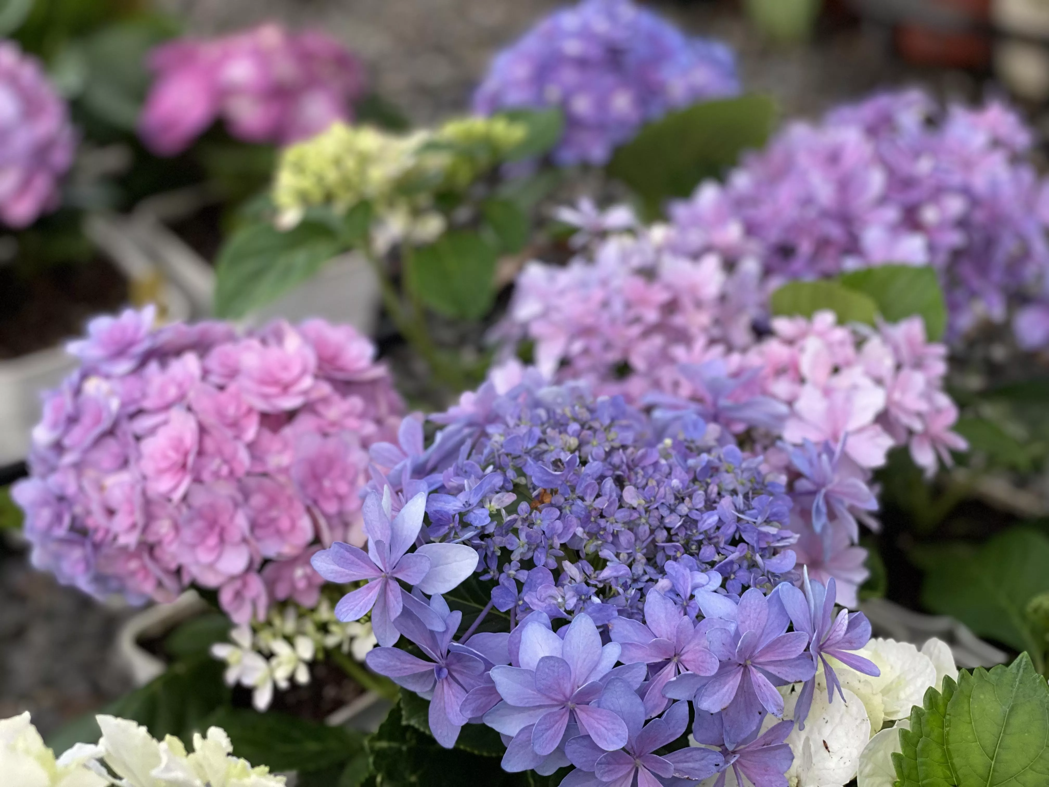 繡球花苗