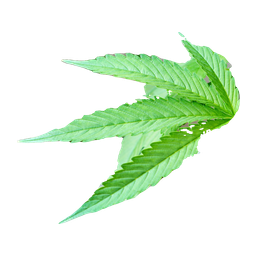 Cann Group logo
