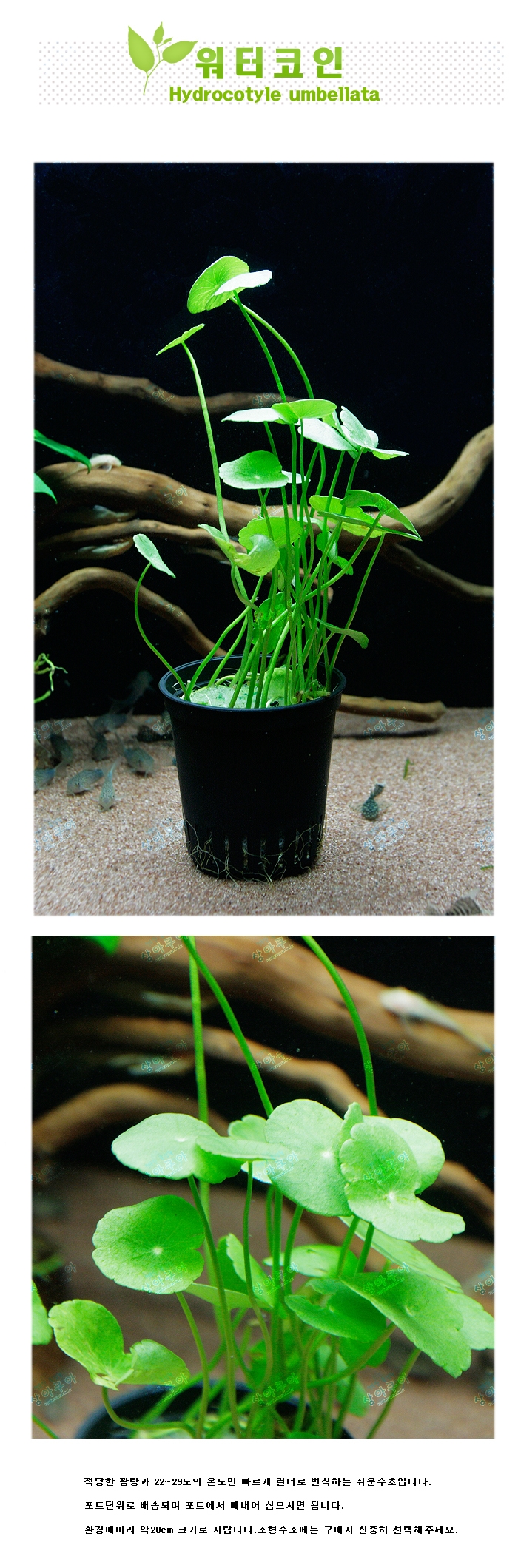 워터코인 [1포트] | 상아쿠아