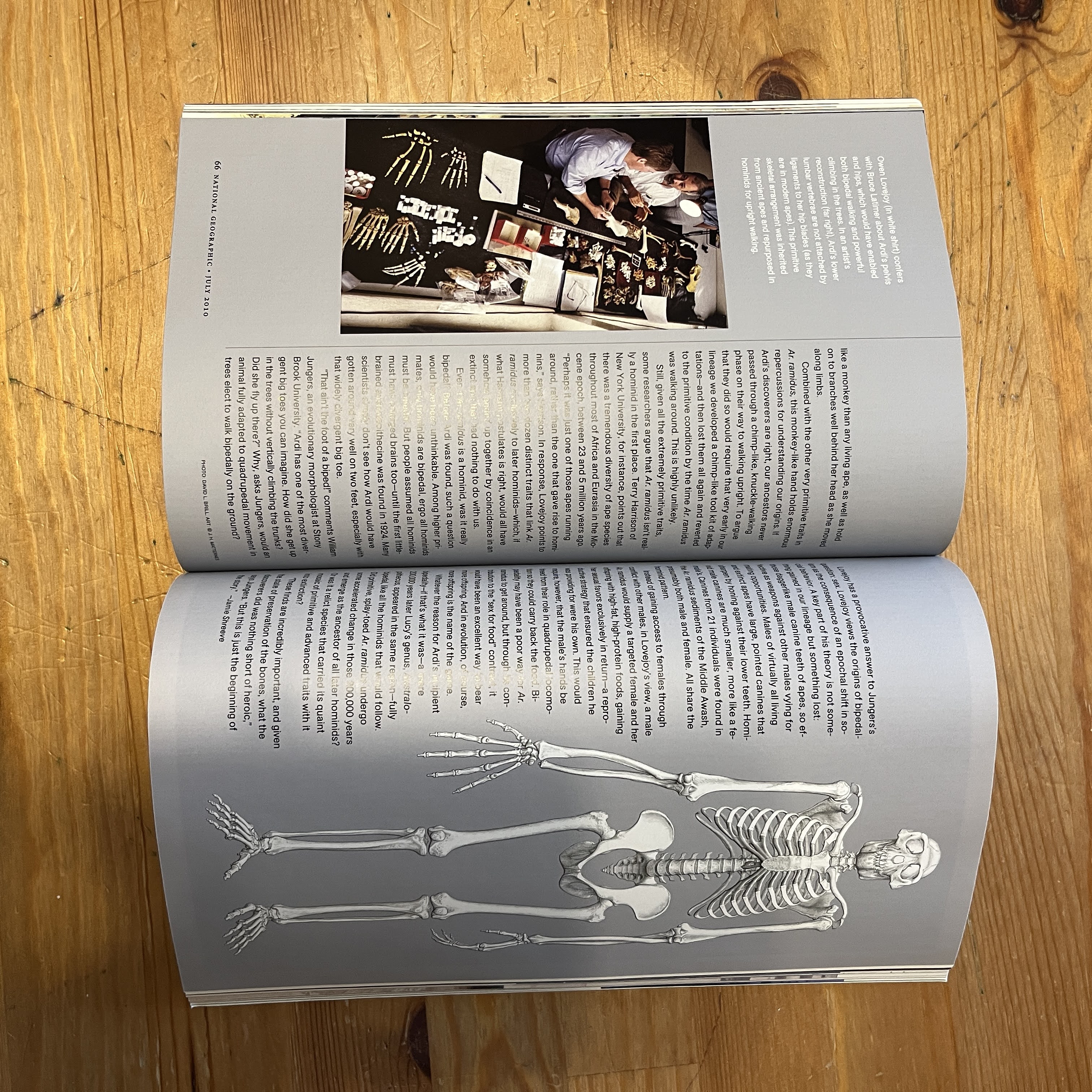 July 2010 - 4 Million Year Old Woman, Ardipithecus Ramidus — image 3