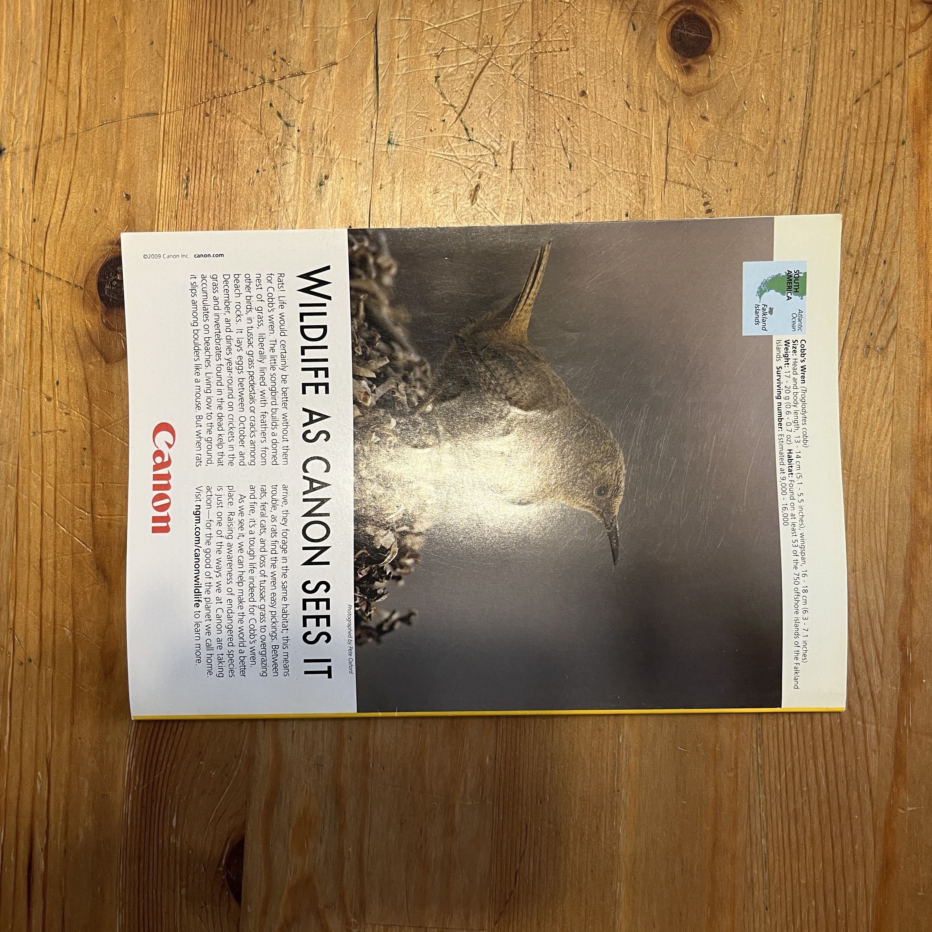 Magazine - February 2009 - What Darwin Didn't Know — image 5