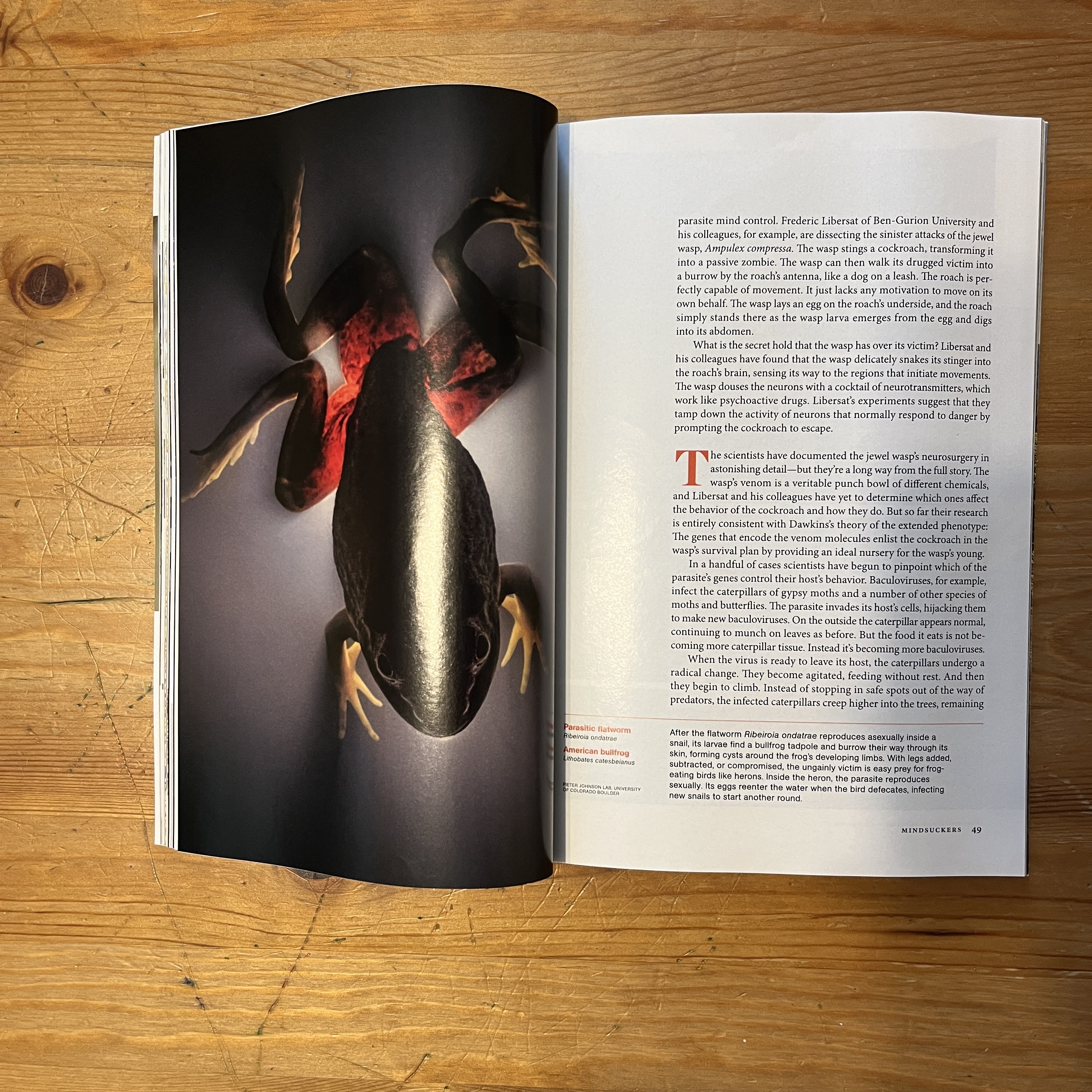 Magazine, November 2014 - Real Zombies — image 2