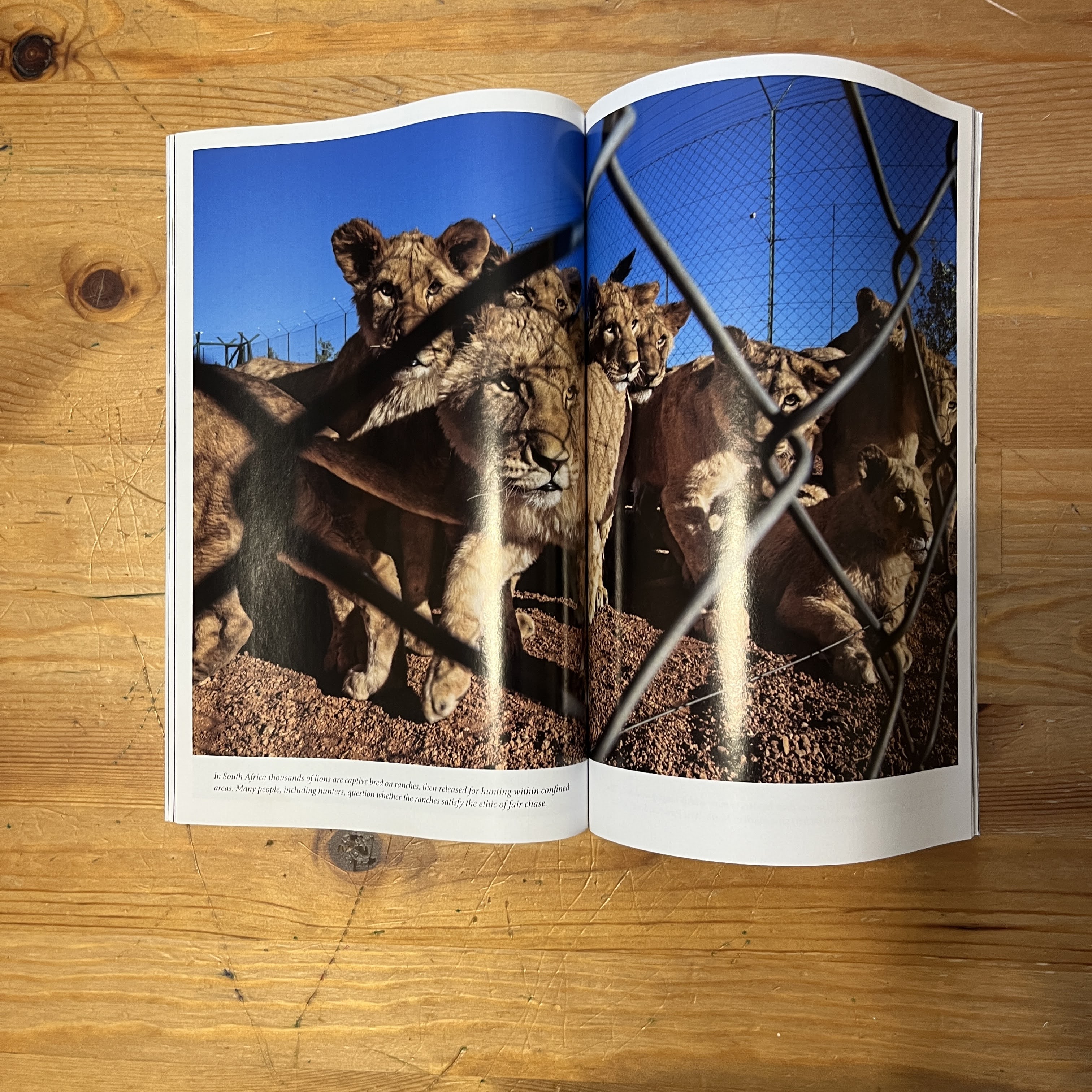 Magazine, August 2013 - Sugar: Why We Can't Resist It — image 3