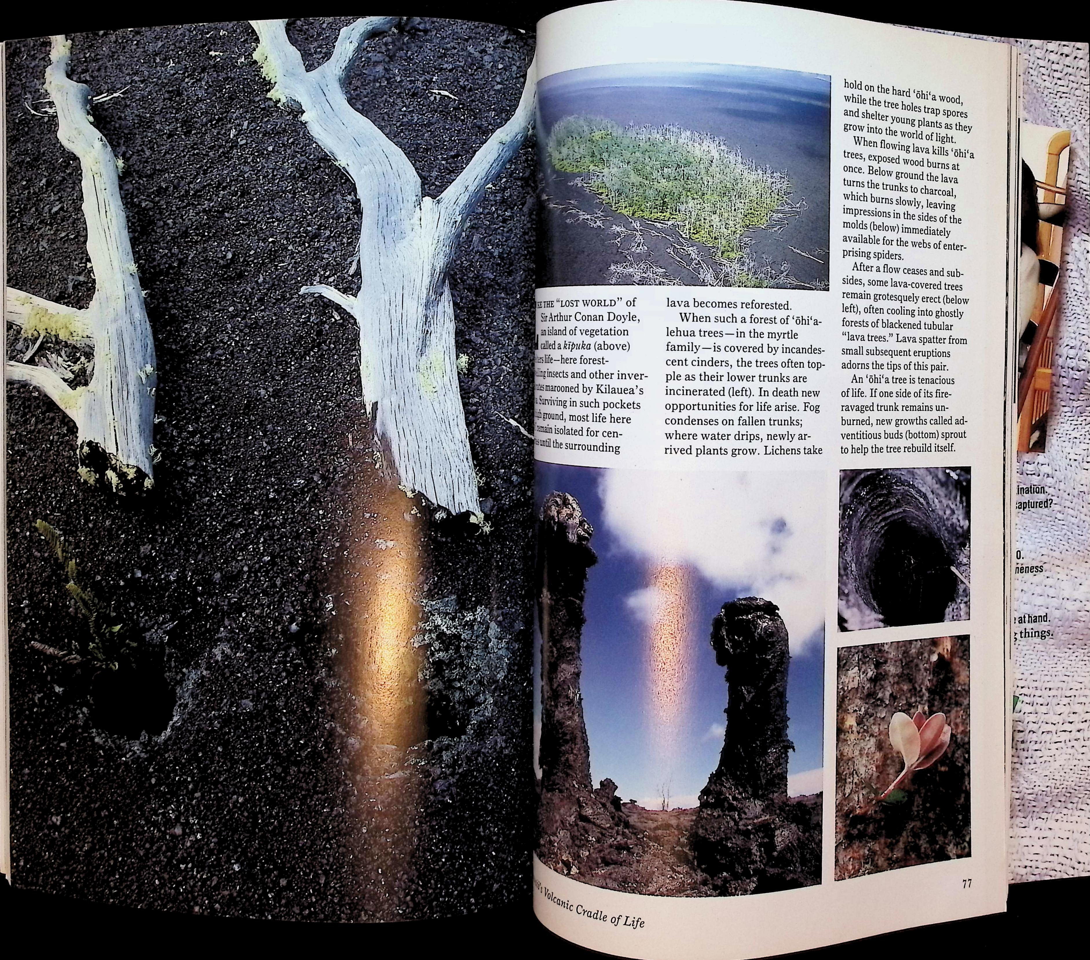 Magazine | Florida Watershed | July 1990 — image 4