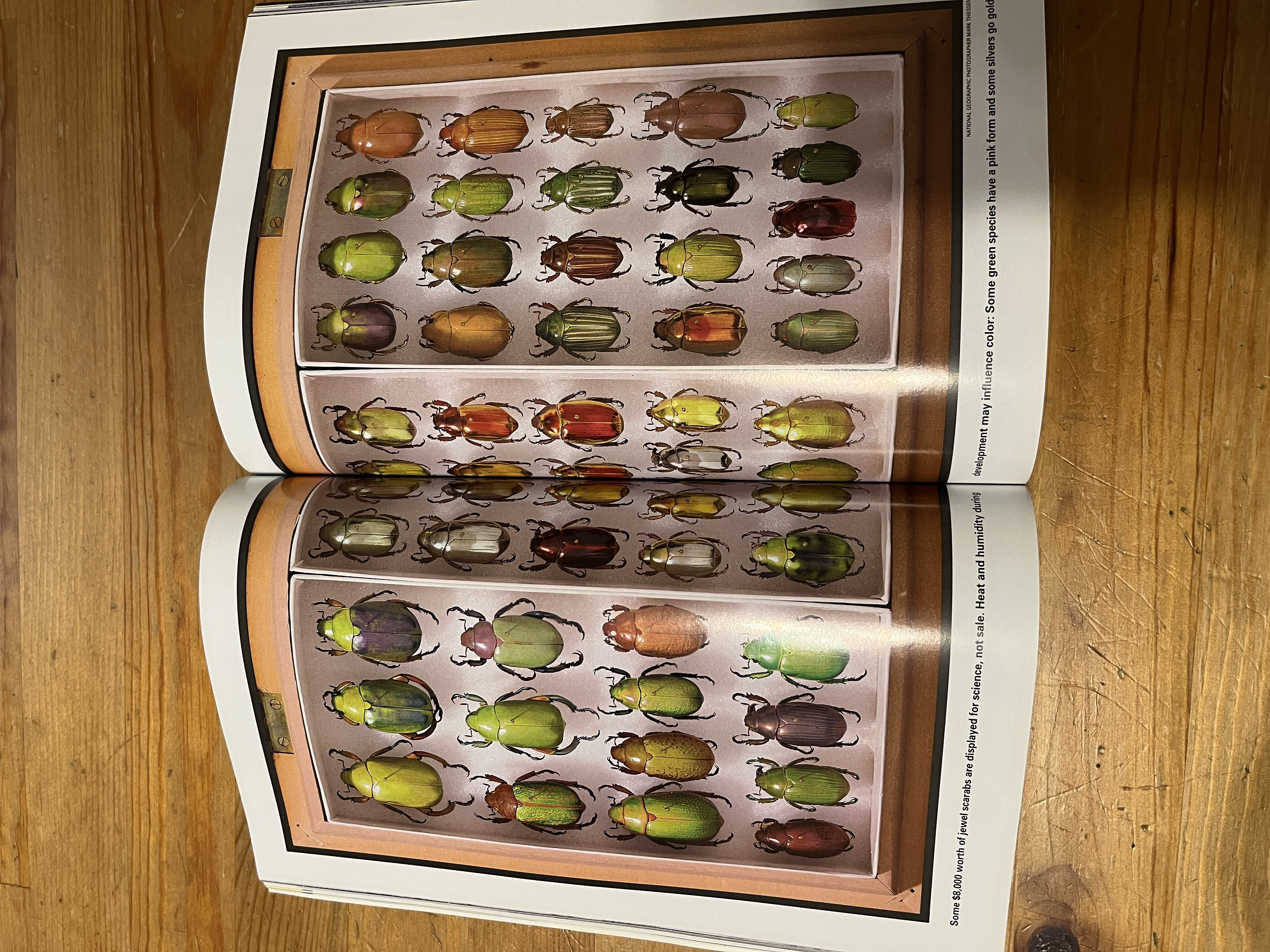 Magazine - Jewel Scarabs (February 2001) — image 2