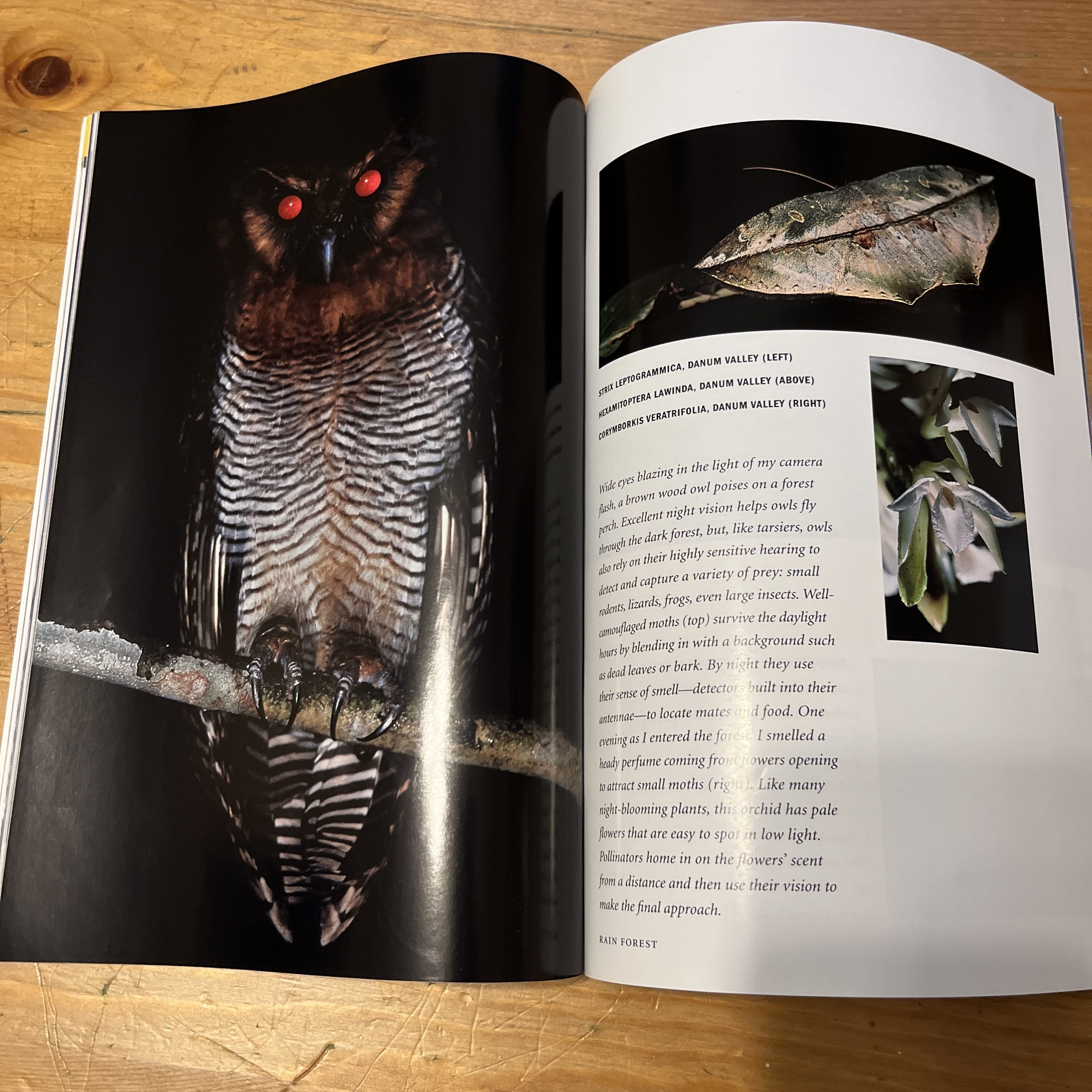 Magazine - October 2001 - Tracking the Leopard — image 3