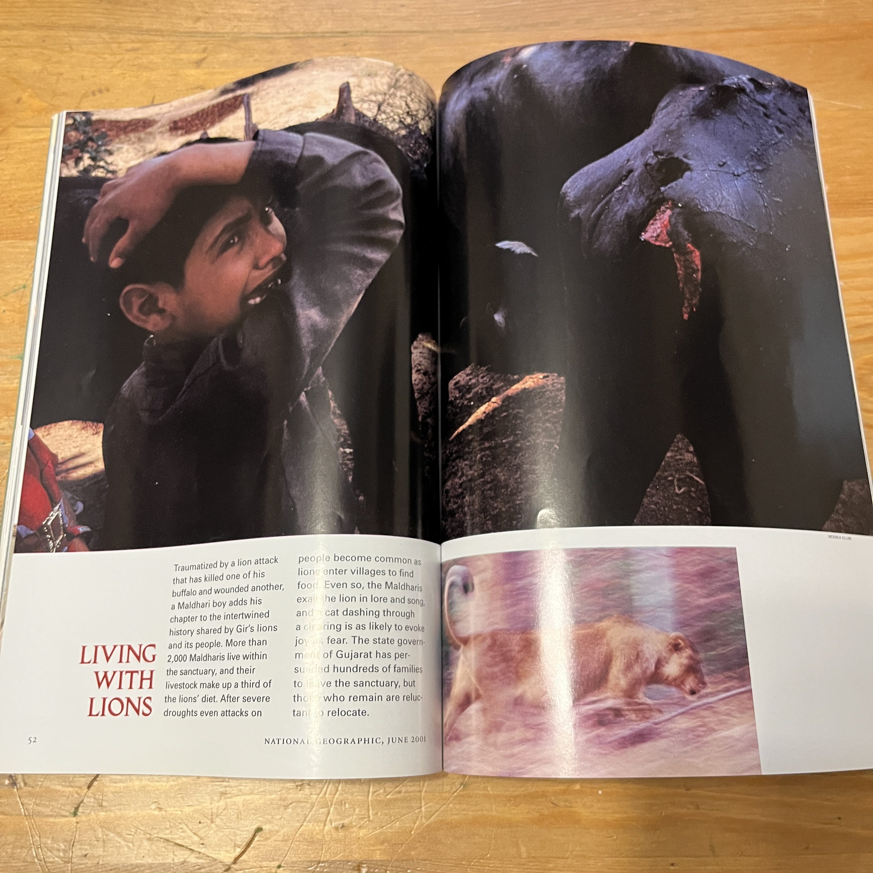 Magazine, June 2001 - Asia's Last Lions — image 3