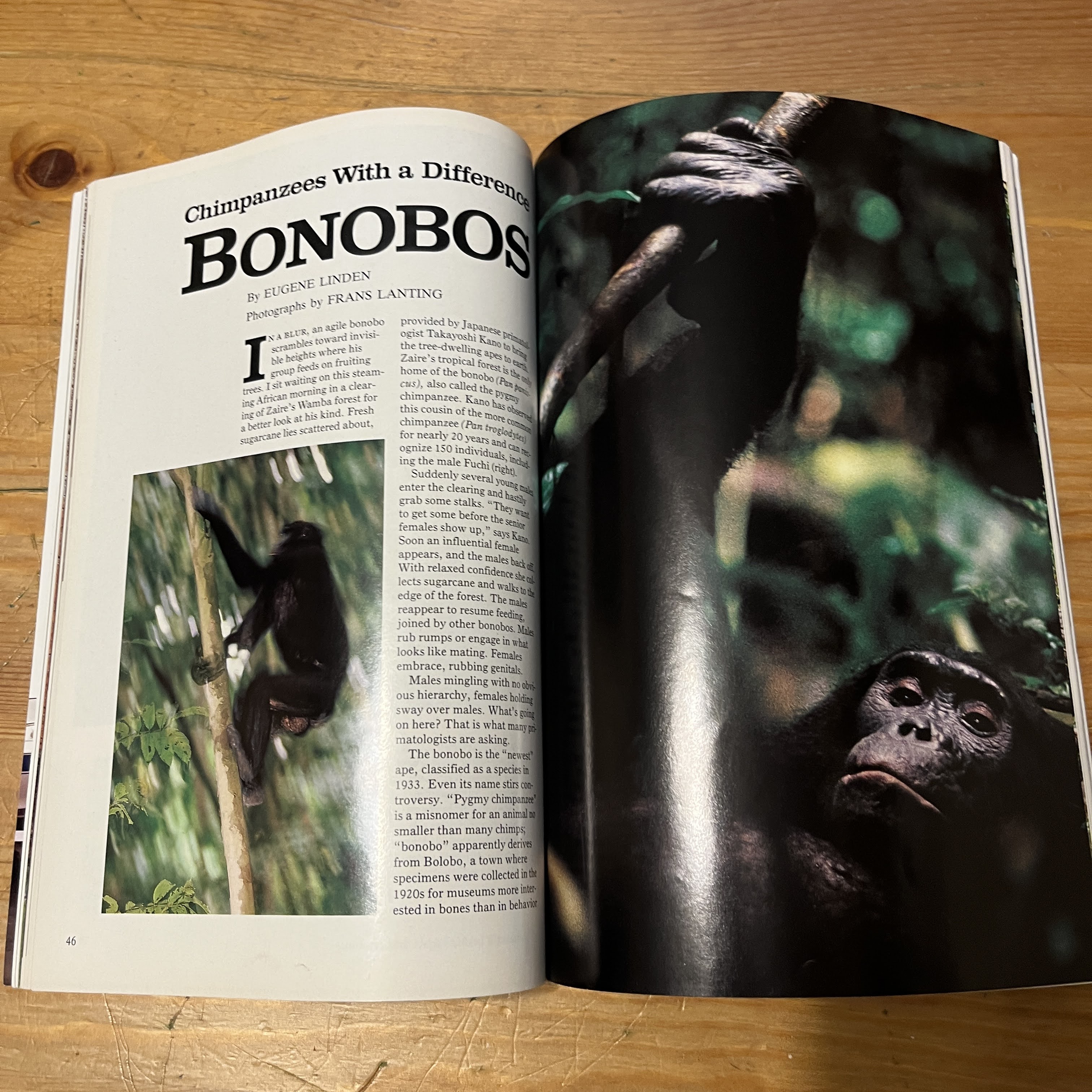 Magazine - March 1992 - Apes and Humans — image 4