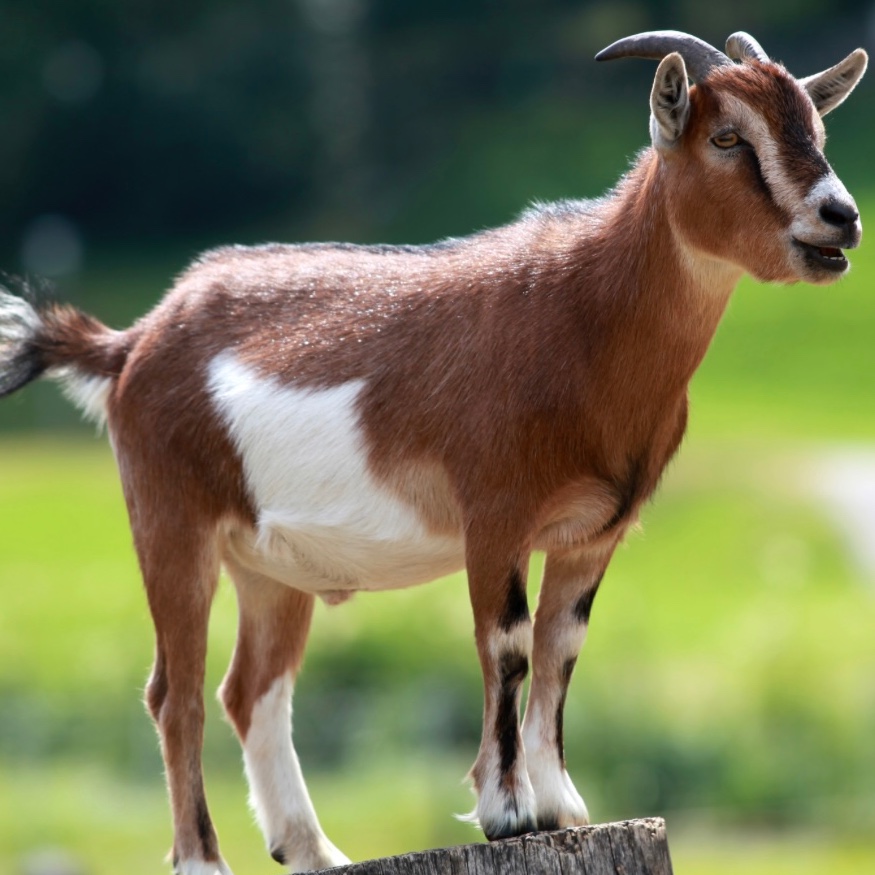 Prince Abdi