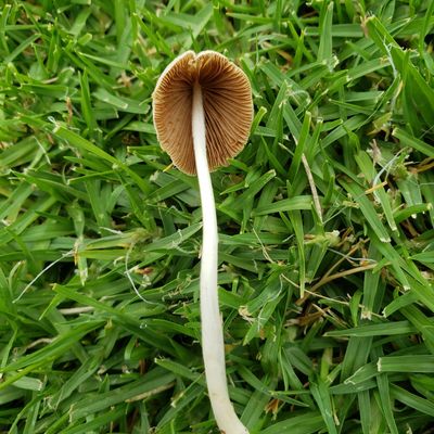 Conocybe apala