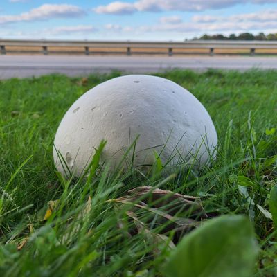 Calvatia gigantea