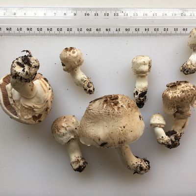 Agaricus xanthodermus