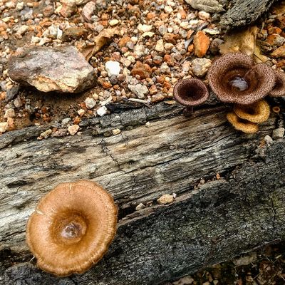 Lentinus arcularius