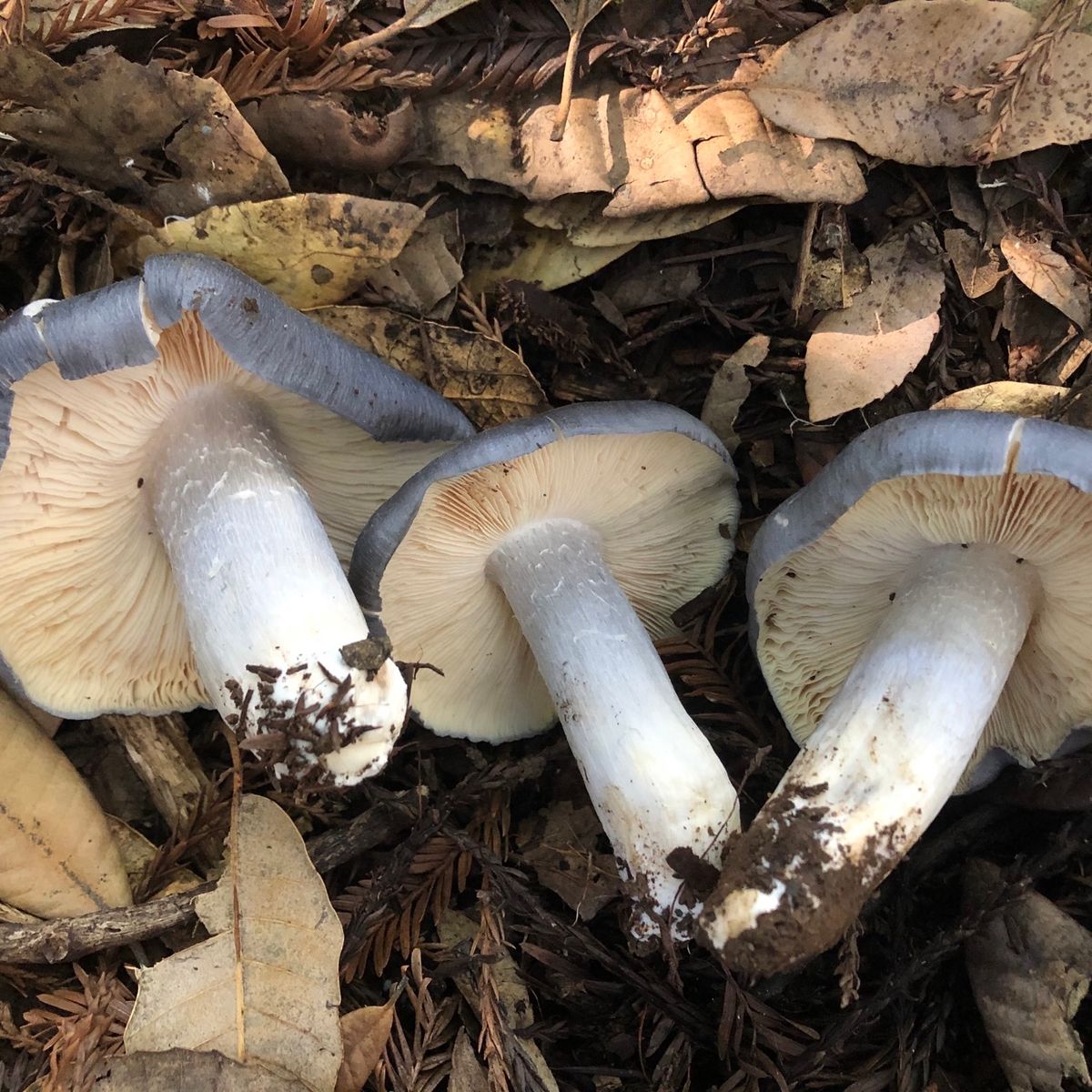 e/160/FindingsMushrooms-1009__82357.jpg