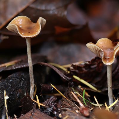 Psilocybe cyanescens