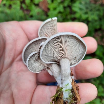 Entoloma abortivum