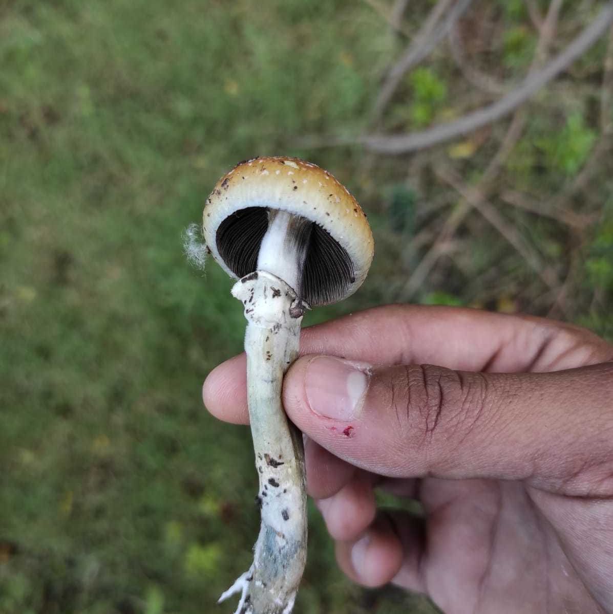 psilocybe cubensis bruising