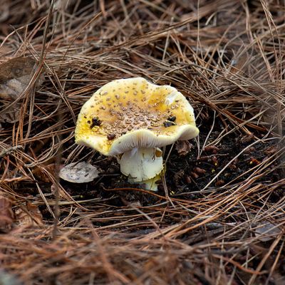 Amanita augusta