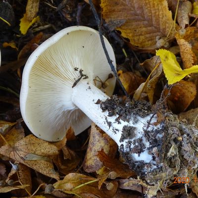 Clitocybe nebularis