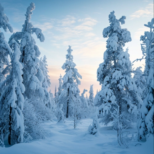 snow on trees in the middle of a lapland winter