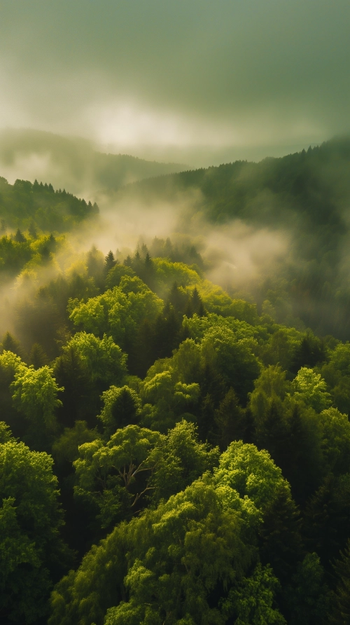 a beautiful drone shot of the german black forest, friendly green color theme, nature photograph, fresh nature