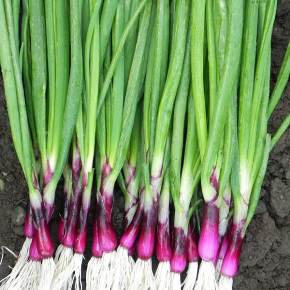 வெங்காய தாள் / Spring Onion - ~300g