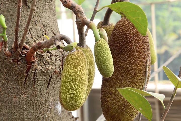 Pala Pinju 
