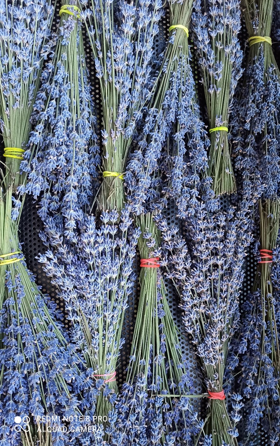 Lavender Bunches