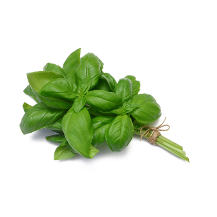 Basil Leaves