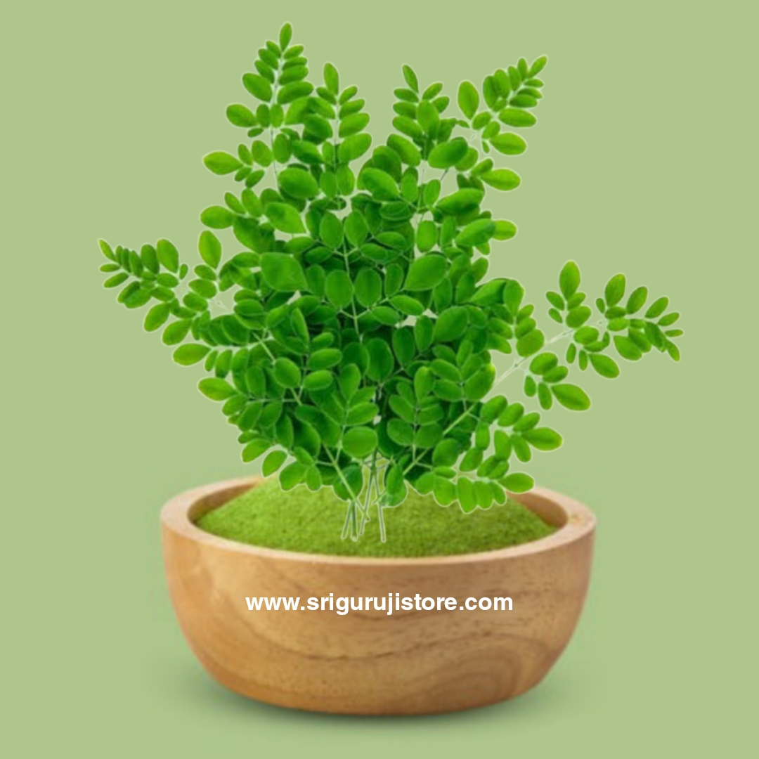 Murungai Leaf Powder / Moringa Oleifera Leaves Powder 