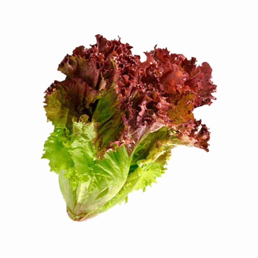 Exotic Lollo Rosso Lettuce  - 250gm