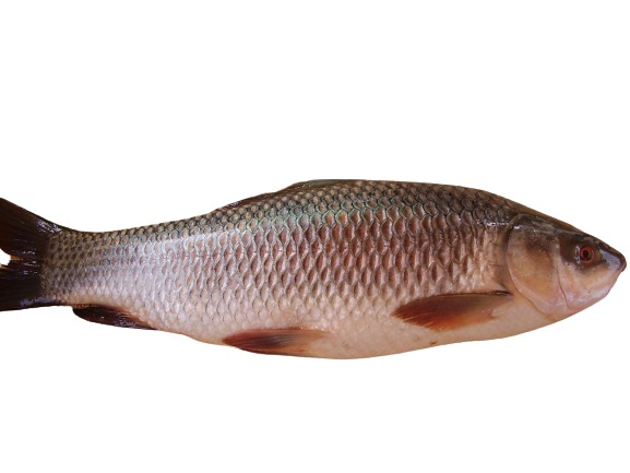 Rahu Fish