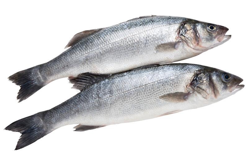 Silver Fish